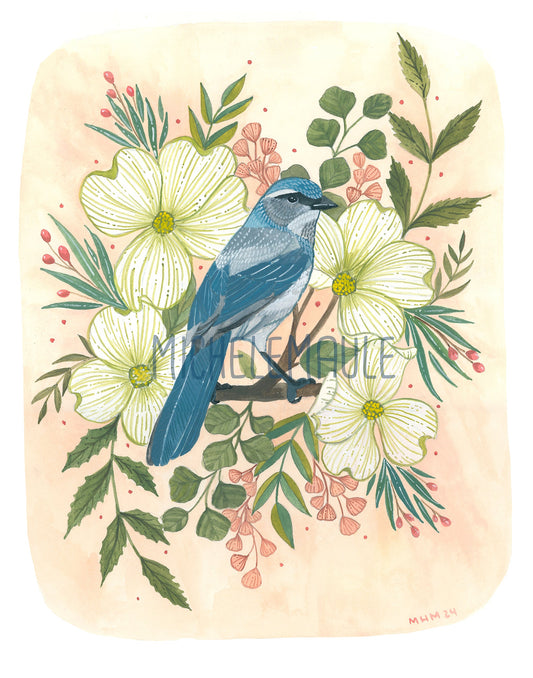 8x10 Print - Spring Scrub Jay